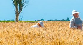 河南仙力面業(yè)有限公司